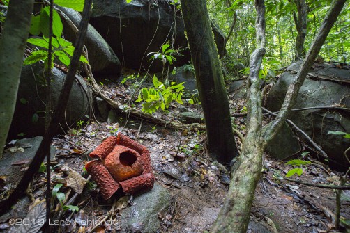 Rafflesia tuan-mudae in Borneo / Sarawak