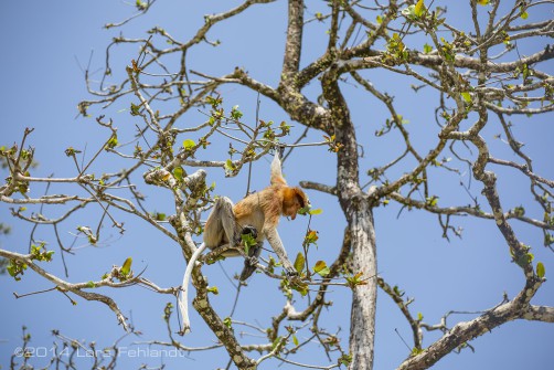 The proboscis monkey (Nasalis larvatus) or long-nosed monkey of south Sarawak / Borneo
