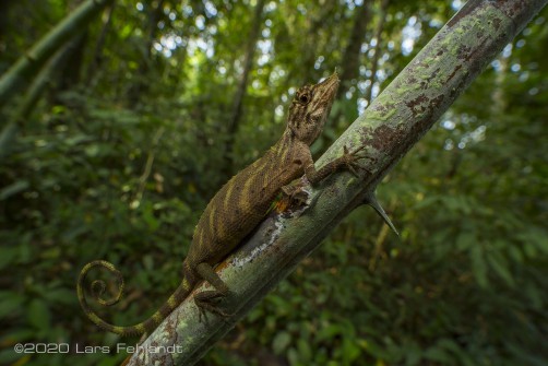 female Harpesaurus borneensis of Sarawak / Borneo