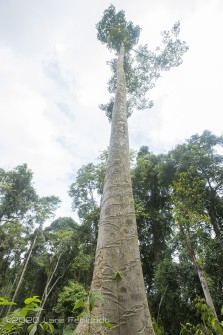 Antiaris toxicaria in central Borneo