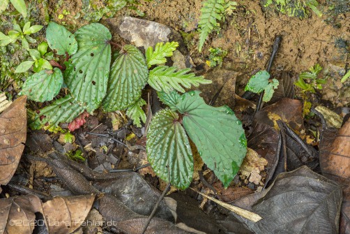 Begonia sp. Batu - central Sarawak / Borneo