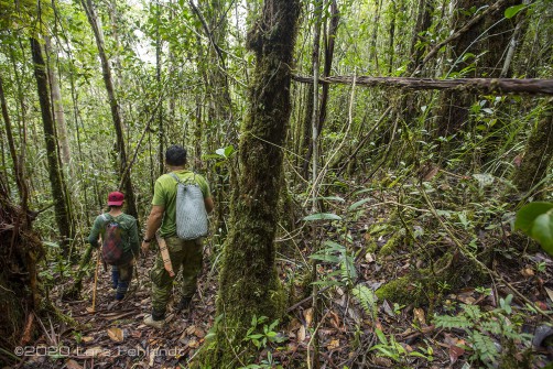 Montaner Wald in zentral Sarawak / Borneo