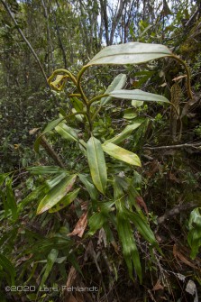 Nepenthes stenophylla, central Borneo