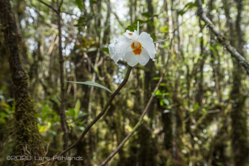 Dendrobium sp. (?) montane forest, 1700m ASL