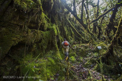 Moosüberhangene Wurzeln im tropischer montanen Regenwald, zentral Borneo