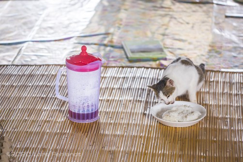 Auch Katzen fressen Reis!