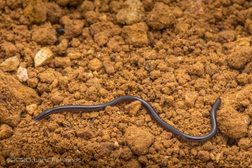 The brahminy blind snake, Indotyphlops braminus of Sarawak / Borneo (Neozoon)