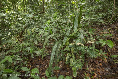 Mapania sp. (Cyperaceae) aus der Familie der Sauergrasgewächse (central Sarawak / Borneo)