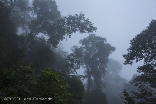 5:00Uhr Morgens, der Nebel zieht durch den Wald.