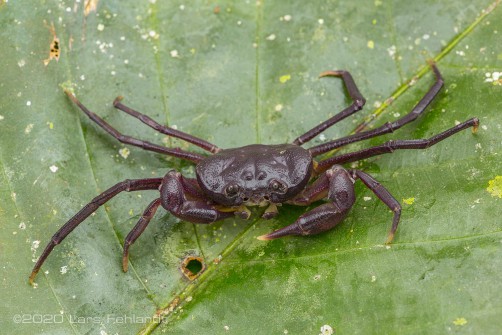Arachnothelphusa sp. "Baram" -  Sarawak / Borneo