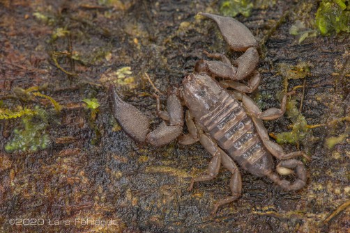 Dwarf Wood Scorpion Liocheles australasiae (Fabricius, 1775), of central Sarawak Borneo, under daylight.