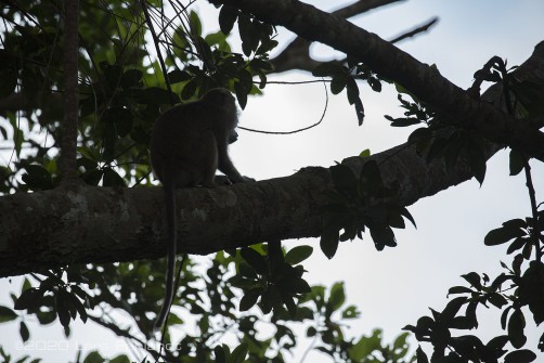 Macaca fascicularis, Long-tailed macaque of Similajau, in the evening before sleeping.