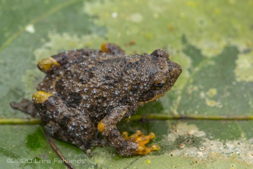 Borneo treehole frog - Metaphrynella sundana of central Sarawak / Borneo