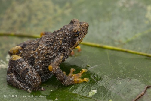 Borneo treehole frog - Metaphrynella sundana of central Sarawak / Borneo