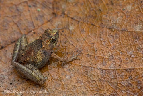 Least Narrow-mouthed Frog, Microhyla perparva of central Sarawak / Borneo