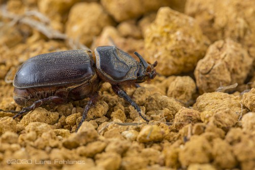 Asiatic rhinoceros beetle, Oryctes rhinoceros (Linnaeus, 1758), of south Sarawak / Borneo