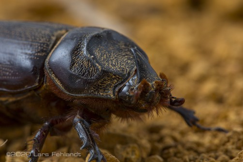 Asiatic rhinoceros beetle, Oryctes rhinoceros (Linnaeus, 1758), of south Sarawak / Borneo