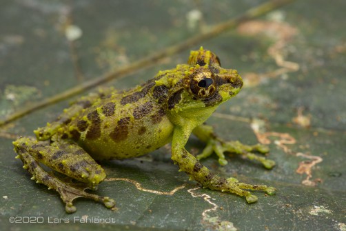 Mossy Bush Frog, Philautus macroscelis "morph 2" of central Sarawak / Borneo