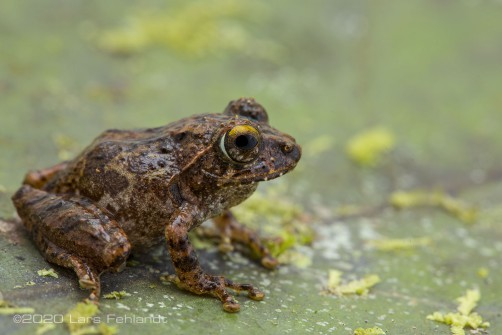 Western Lowland Bush Frog, Philautus refugii of central Sarawak / Borneo