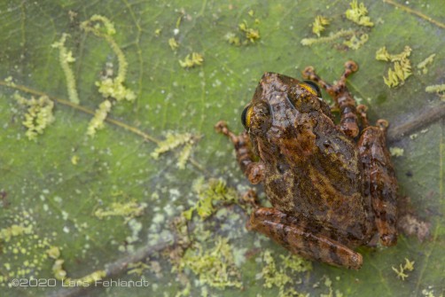 Western Lowland Bush Frog, Philautus refugii of central Sarawak / Borneo