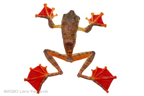Harlequin Flying Frog, Rhacophorus pardalis of Baram Area - Sarawak / Borneo