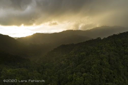 Regenwald - central Sarawak / Borneo