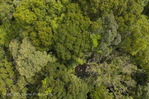 Rechts unten von der Bildmitte aus, ist ein kleines Loch im Kronendach. Hier habe ich die Drohne aus hinauf steigen lassen - central Sarawak / Borneo