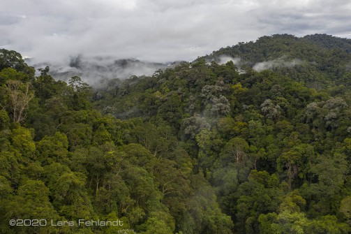 Regenwald wie er aussehen sollte, viele unterschiedliche Baumarten und immergrün - central Sarawak / Borneo