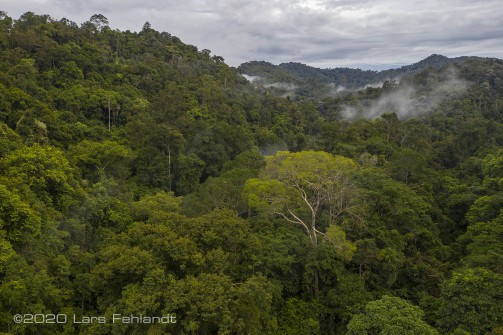 In der Bildmitte ist ein Tapang-Baum (Koompassia excelsa) zu sehen - central Sarawak / Borneo