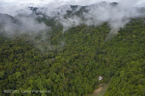 Morgens gegen 7Uhr, zieht der Nebel aus dem Wald hinterm Hütte, die Gibbons rufen vom Berg dahinter - central Sarawak / Borneo