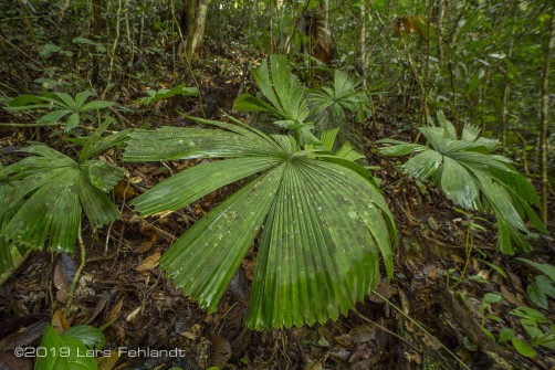 Licuala ssp. im Primärwald Borneo