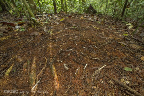 Ein frischer Tanzplatz (Iban: Ruai) eines Argusfasan Männchens (Argusianus argus) - central Sarawak / Borneo
