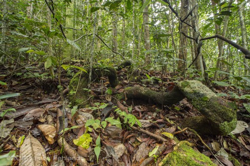 Lianen winden sich über den Boden zum nächsten Baum - central Sarawak / Borneo