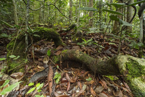 Lianen winden sich über den Boden zum nächsten Baum - central Sarawak / Borneo