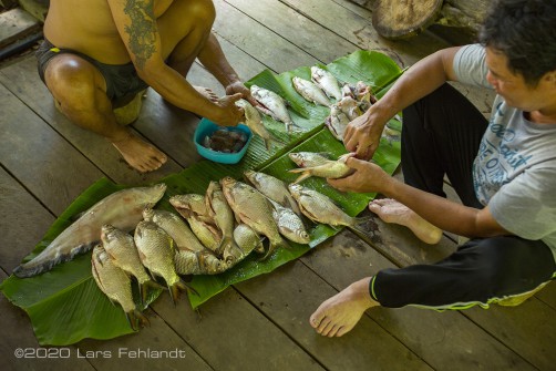 Frisch gefangener Fisch - Ein recht komfortables Schlafzimmer so fernab jeder Zivilisation - central Sarawak / Borneo
