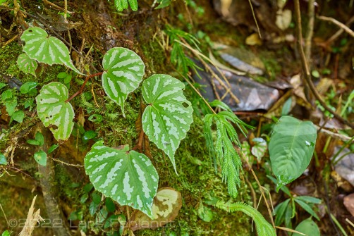 Begonia acidulenta of central Sarawak / Borneo