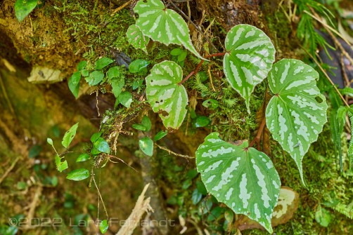 Begonia acidulenta of central Sarawak / Borneo
