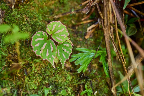 juvenile Begonia acidulenta of central Sarawak / Borneo