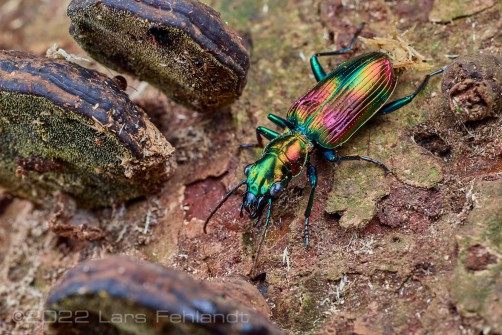ground beetle, Catascopus sp. of central Sarawak / Borneo