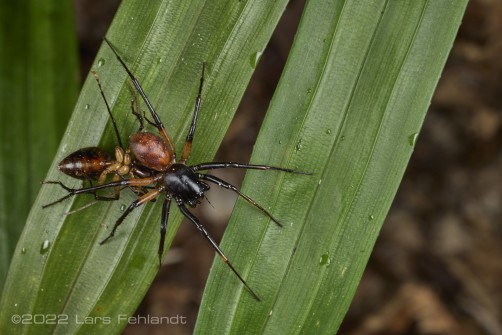 Mallinella myrmecophaga with a prey of Dinomyrmex gigas - Sarawak / Borneo