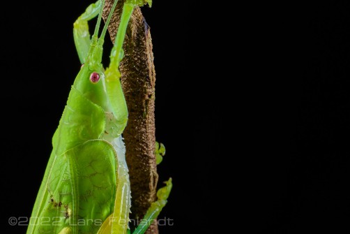 Leaf katydid - Phyllomimus sp. of south Sarawak / Borneo