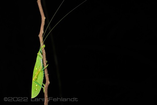 Leaf katydid - Phyllomimus sp. of south Sarawak / Borneo