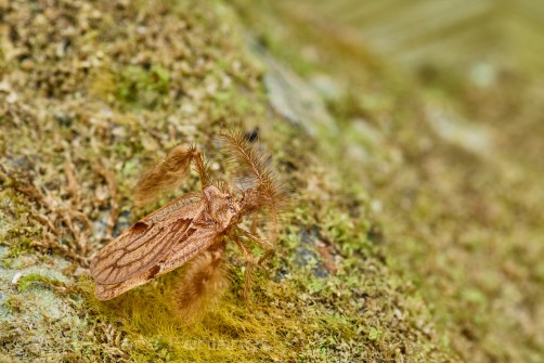 feather-legged assassin bug - Ptilocerus sp. of south Sarawak / Borneo around 1000m ASL