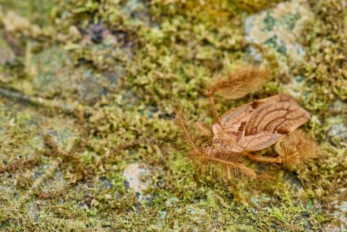 feather-legged assassin bug - Ptilocerus sp. of south Sarawak / Borneo around 1000m ASL