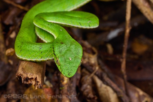 Trimeresurus sumatranus of central Sarawak / Borneo