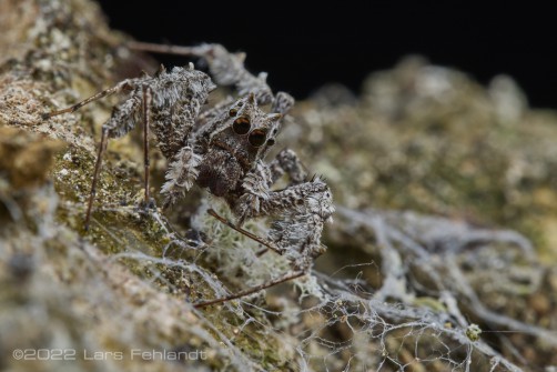 undescribed jumping spider of the Genus Portia of Sarawak / Borneo