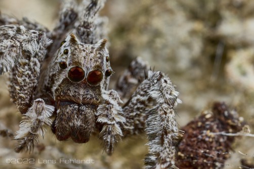 undescribed jumping spider of the Genus Portia of Sarawak / Borneo