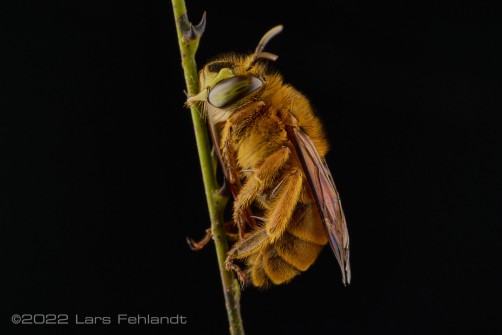 sleeping bee (Amegilla sp.) of South Sarawak / Borneo