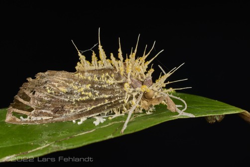 Cordyceps fungus covered moth (Cordyceps tuberculata?) of Sarawak / Borneo