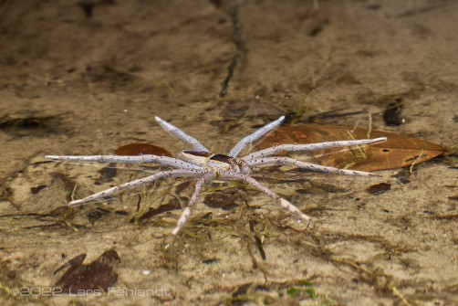 Fishing spider - Nilus albocinctus of south Sarawak / Borneo
